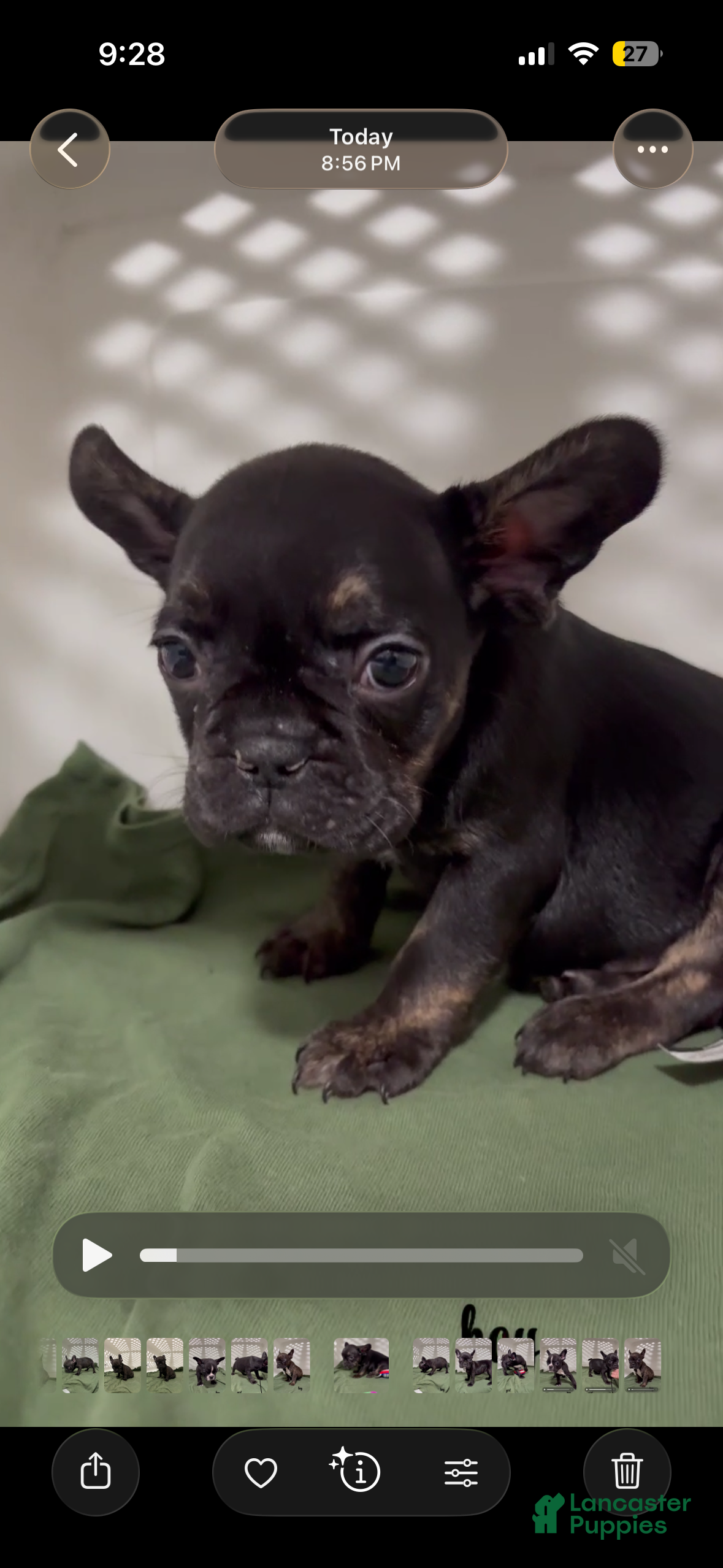 French Bulldog dogs French Bulldog Puppy 3 - Ad 22