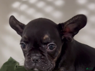 French Bulldog dogs French Bulldog Puppy 3 - Ad 22