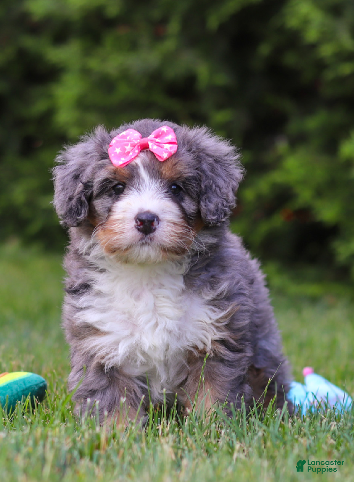 Bernedoodle dogs Bella  - Ad 1