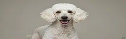 Standard Poodle dogs for sale: Standard Poodle 1 - Ad 2