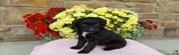 Aussiedoodle dogs for sale: Aussiedoodle 4 - Ad 5