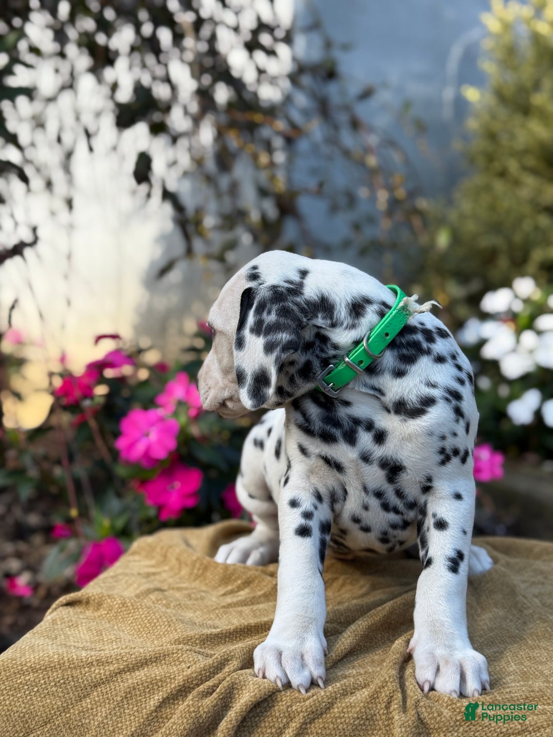Dalmatian dogs for sale: Monroe - Ad 5