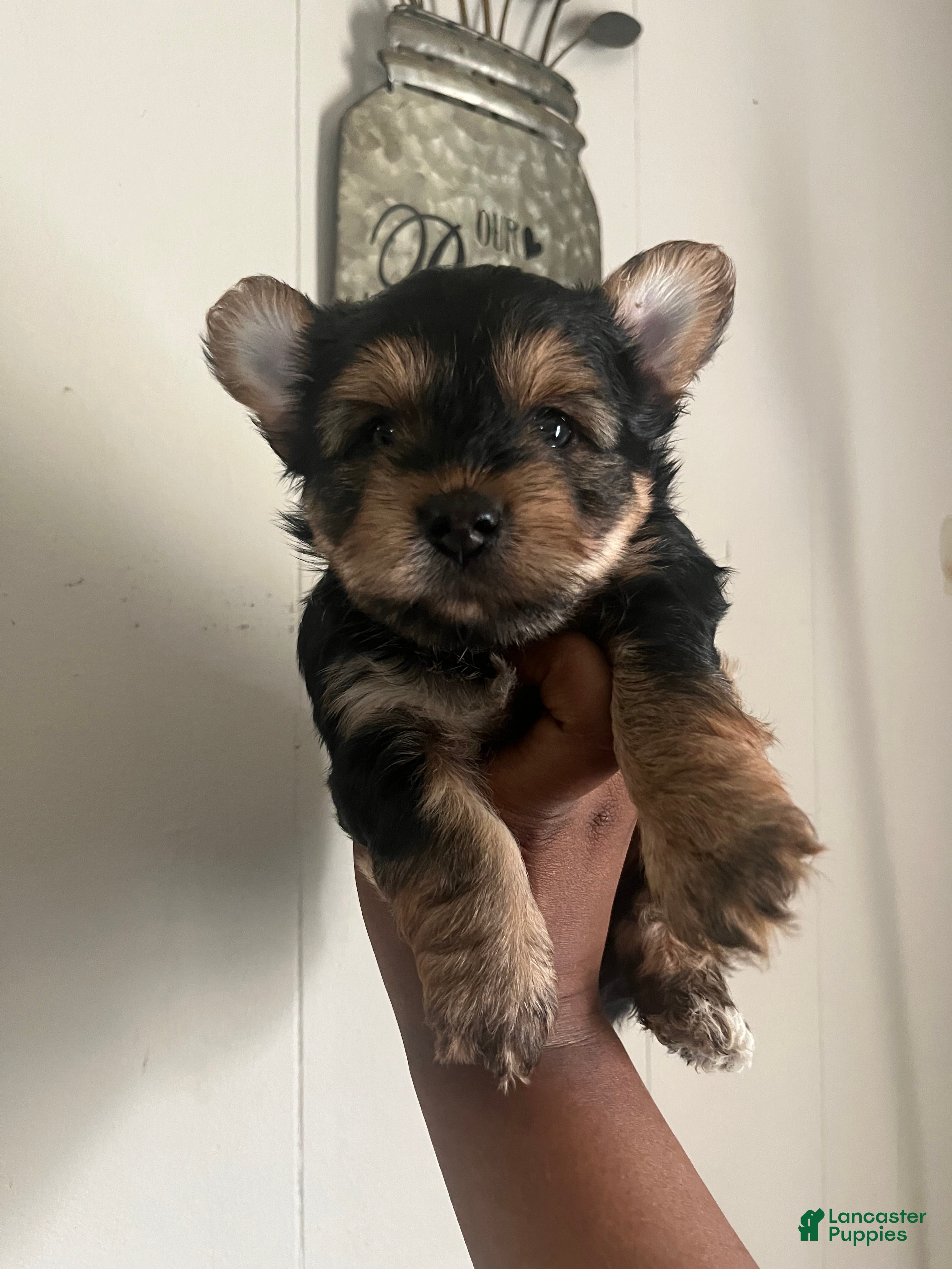 Yorkshire Terrier dogs Jasper  - Ad 16