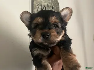 Yorkshire Terrier dogs Jasper - Ad 16