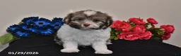 Havanese dogs for sale: Tony - Ad 4