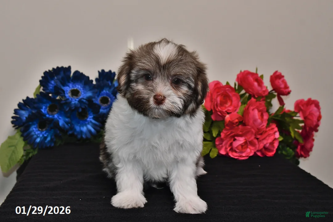 Havanese dogs for sale: Tony - Ad 4