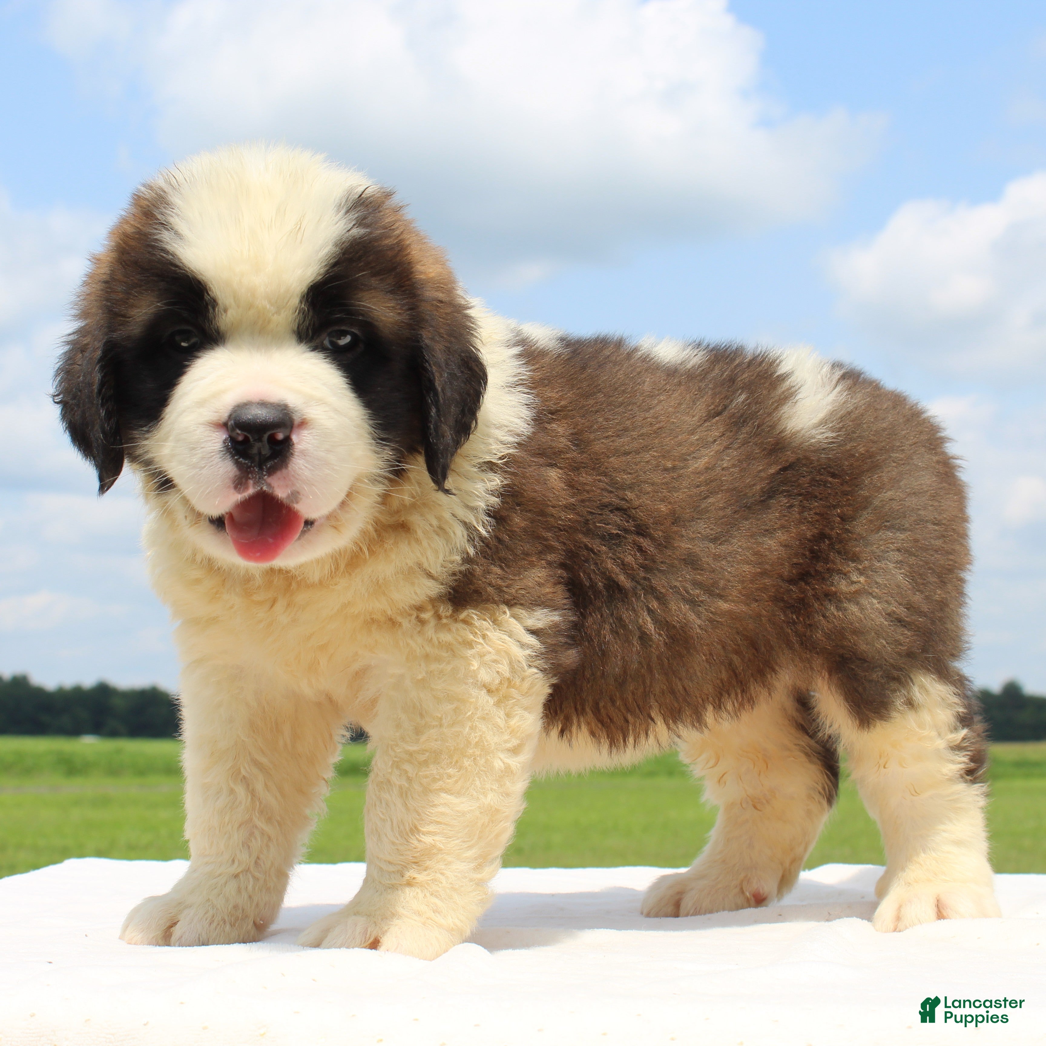 Saint Bernard dogs Max - AKC Champion Bloodlines - Ad 1
