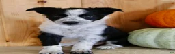 Mixed Breed dogs for sale: Betty - Ad 2