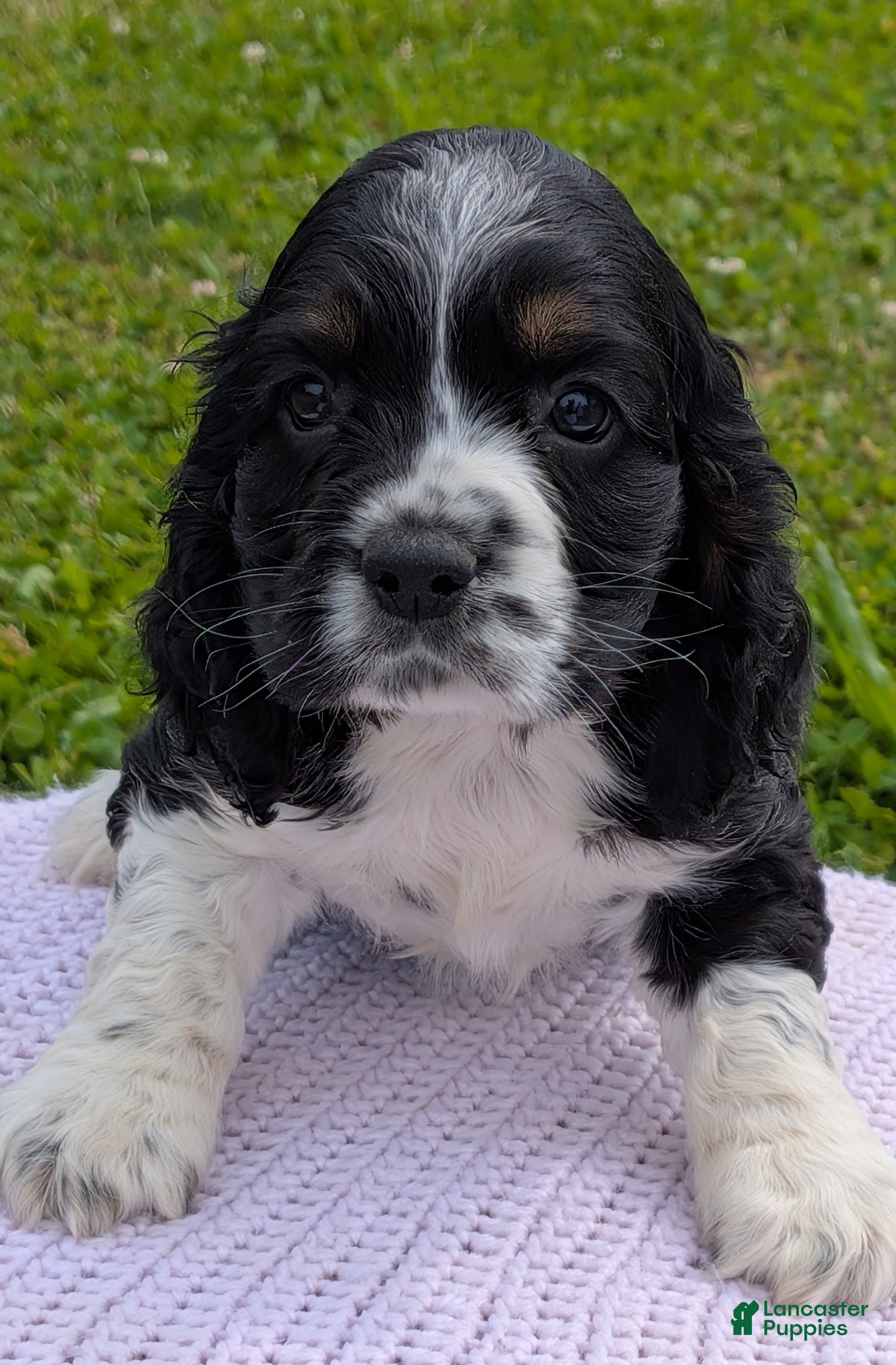 Cocker Spaniel dogs Yarrow - Ad 2