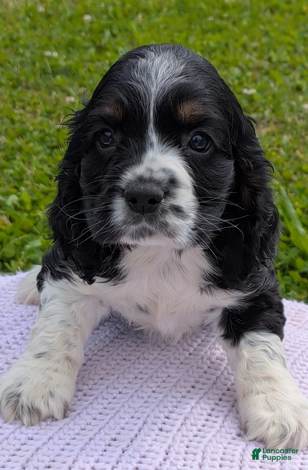 Cocker Spaniel dogs for sale: Yarrow - Ad 2
