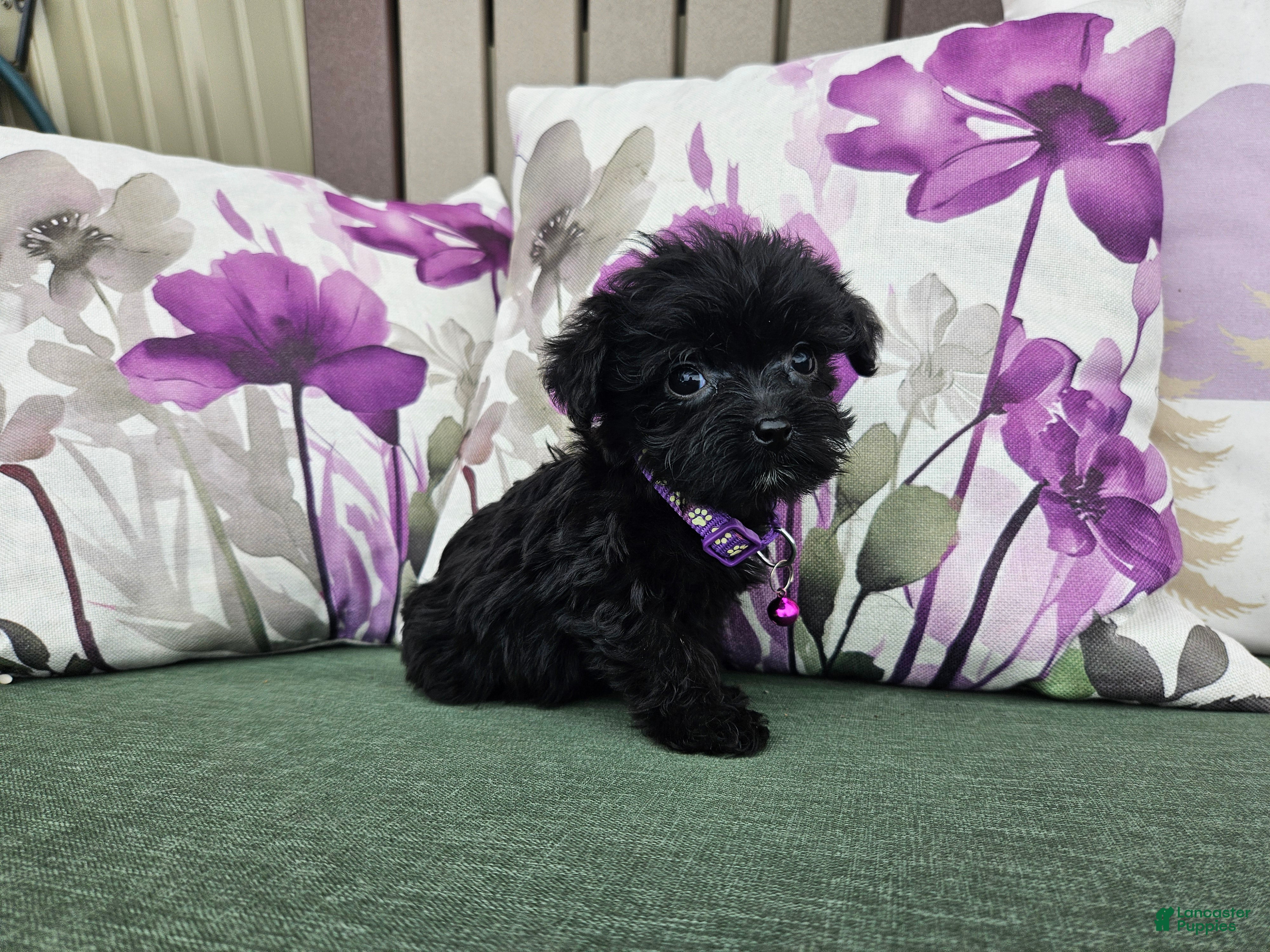 Yorkiepoo dogs Anna Joy - Ad 6