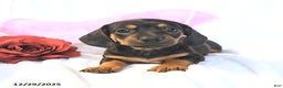 Miniature Dachshund dogs for sale: Dolly - Ad 3