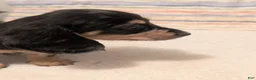 Miniature Dachshund dogs for sale: Felix - Ad 4