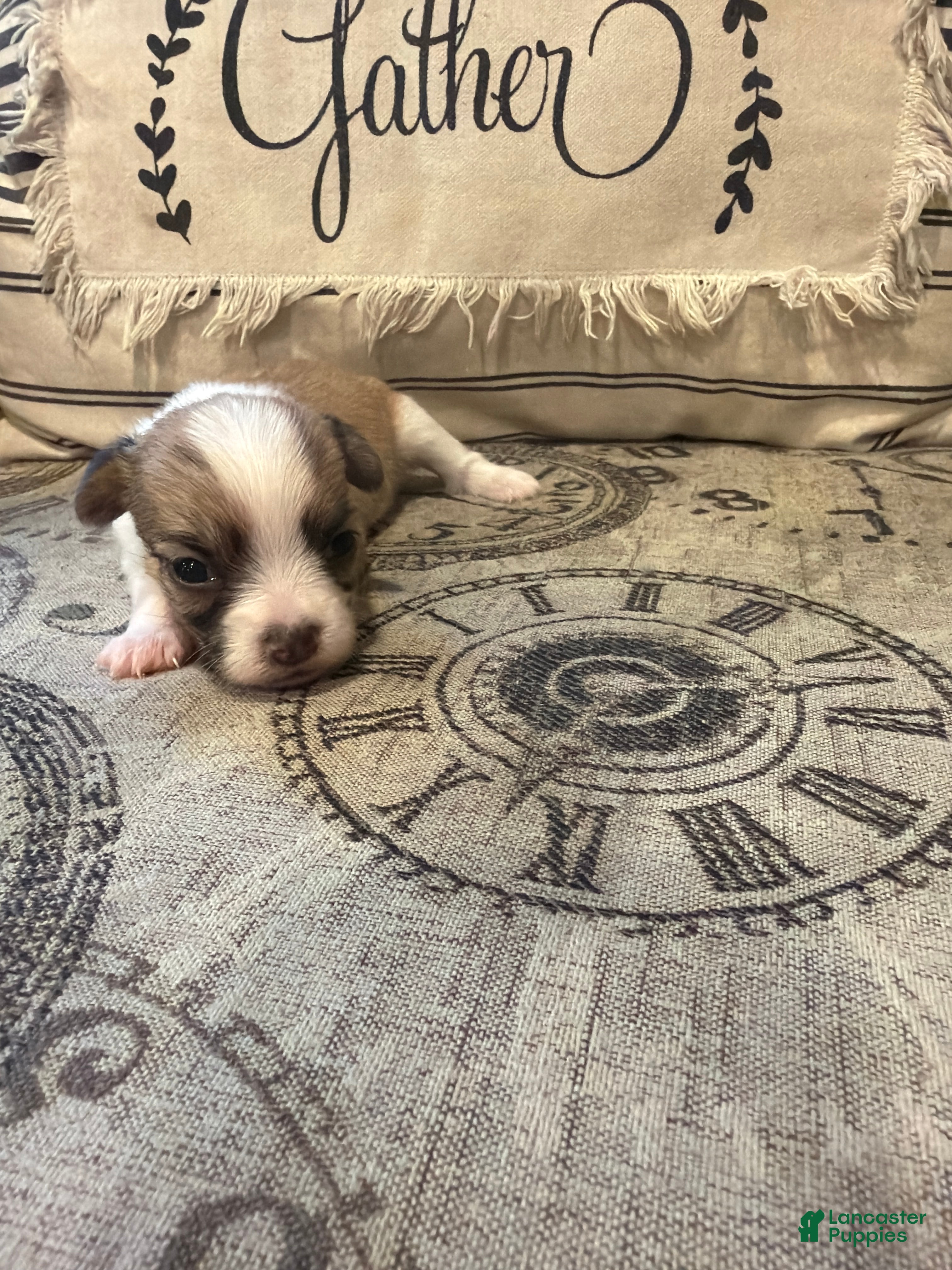 Shorkie dogs Bella - Ad 36