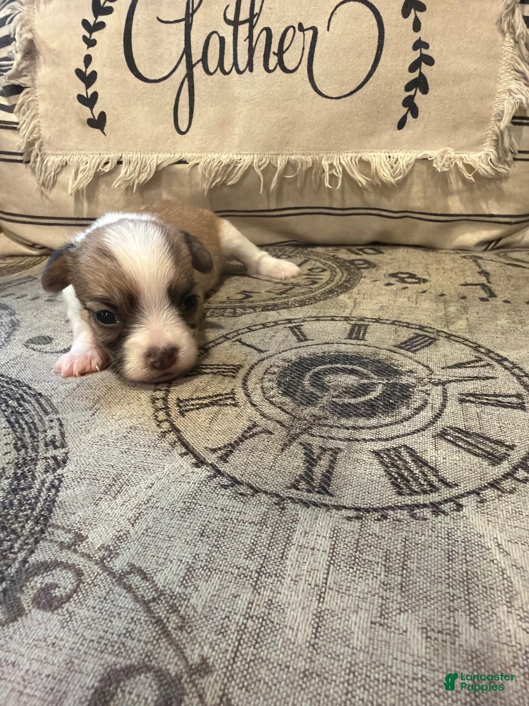 Shorkie dogs for sale: Bella - Ad 1