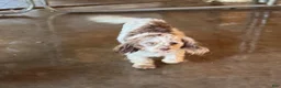 Cavapoo dogs for sale: Bailey - Ad 12