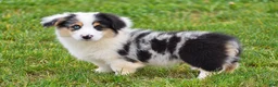 Welsh Corgi Pembroke dogs for sale: Jacob - Ad 7