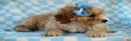 Cavapoo dogs for sale: Avery Cavapoo Pup - Ad 5