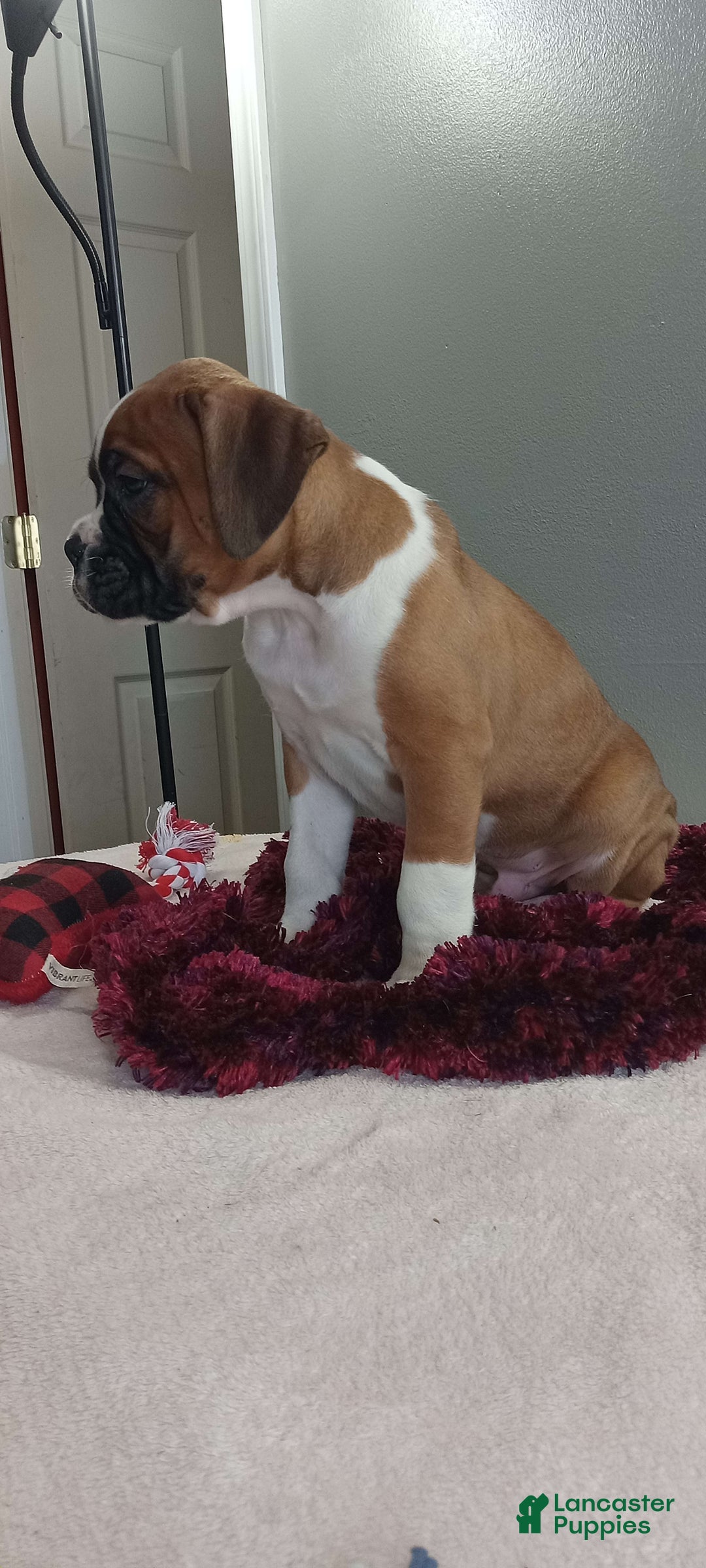 Gallery Image {{count}}