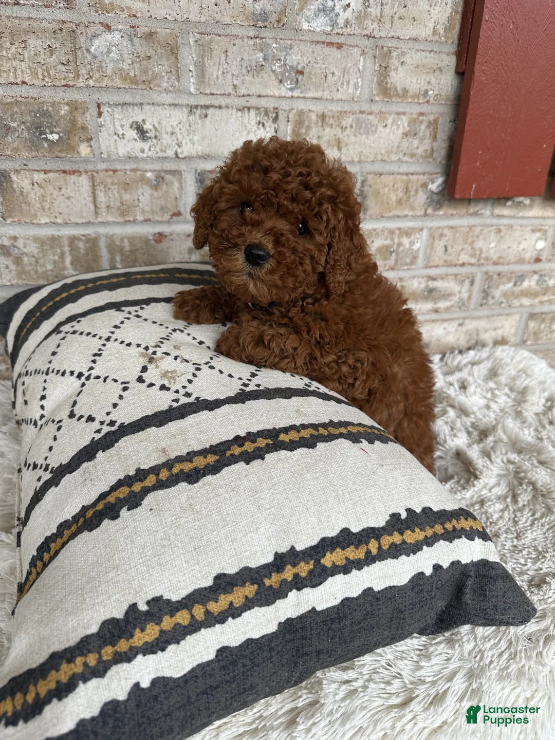 Mixed Breed dogs for sale: Jenny - Ad 4