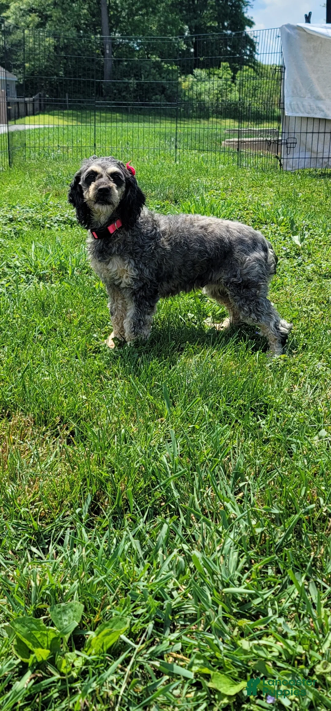 Cockapoo dogs for sale: Amber - Ad 6