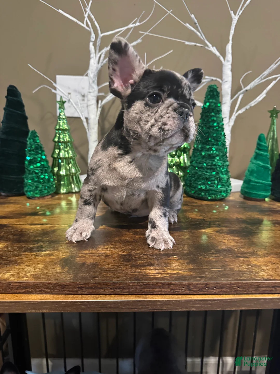 French Bulldog dogs for sale: French Bulldog Puppy 2 - Ad 8