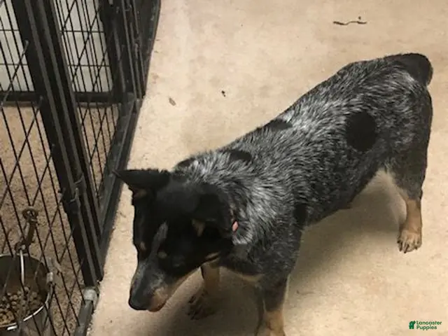 Australian Cattle Dog dogs for sale: Australian Cattle Dog 3 - Ad 2
