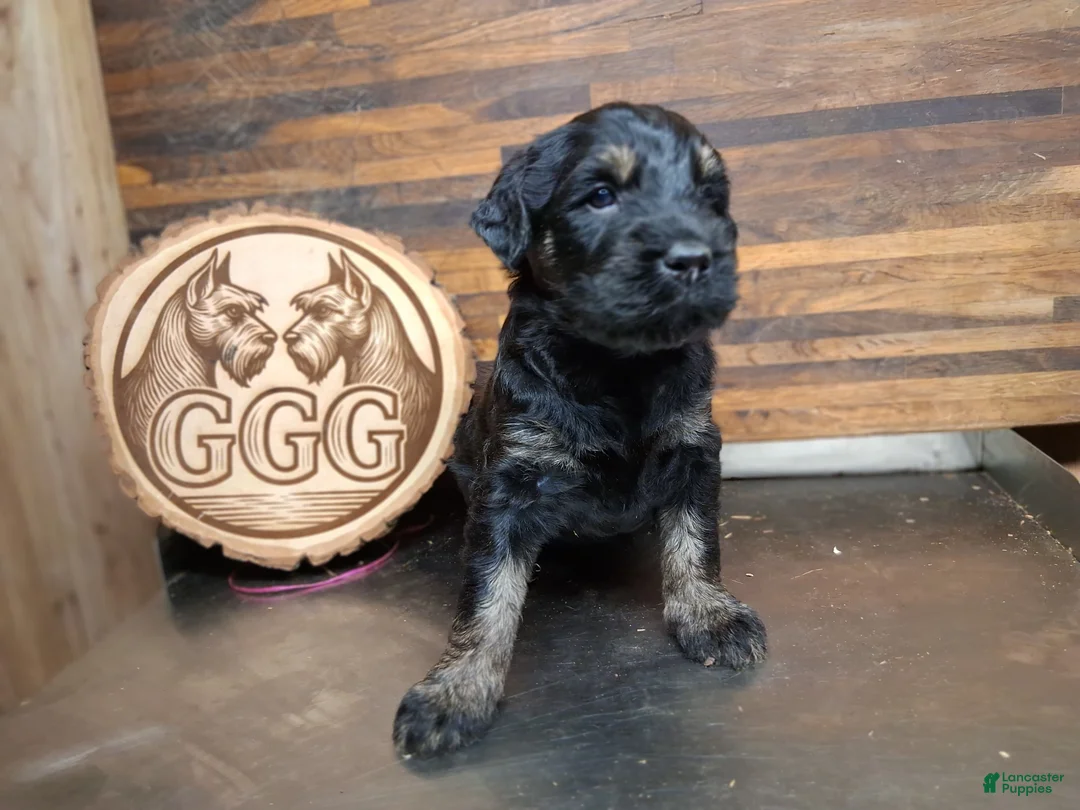 Giant Schnauzer dogs for sale: Colè - Ad 2