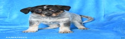 Australian Cattle Dog dogs for sale: Jade - Ad 1