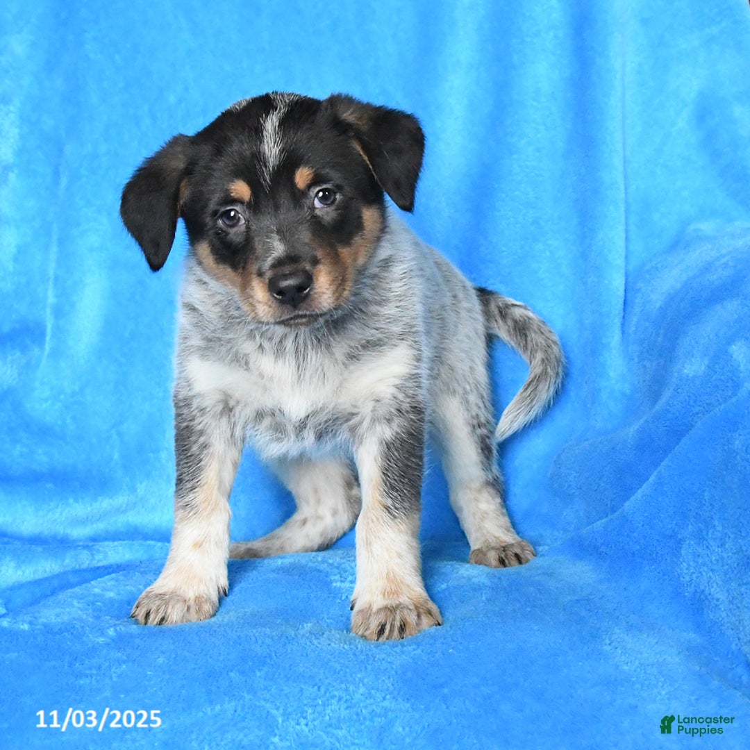 Australian Cattle Dog dogs for sale: Jade - Ad 1