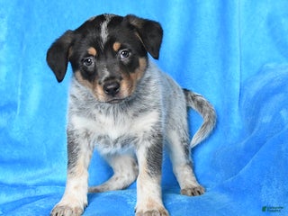 Australian Cattle Dog dogs Jade - Ad 29