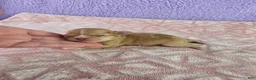 Chihuahua dogs for sale: AKC  Bianca - Ad 8