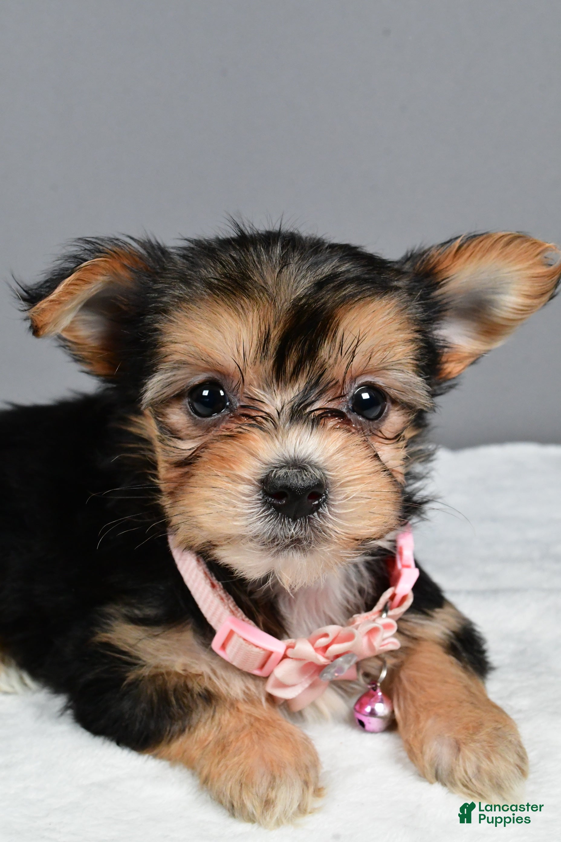 Morkie Puppies for sale in Canton, Ohio Lancaster Puppies