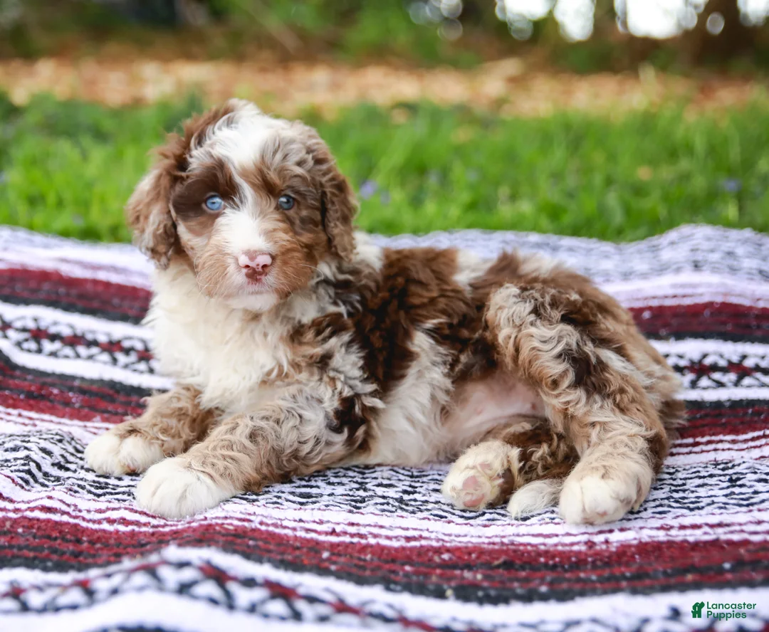 Aussiedoodle dogs for sale: Ginger Standard - Ad 2