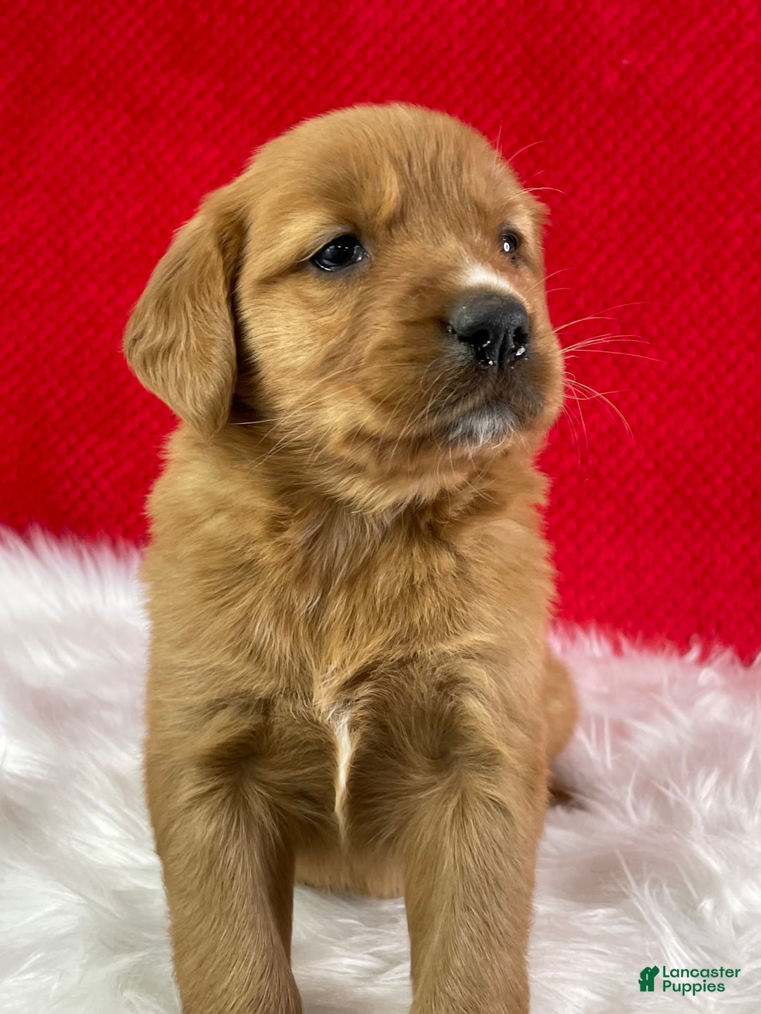 Golden Retriever dogs for sale: Eve - Ad 4