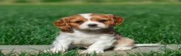 Cavalier King Charles Spaniel dogs for sale: Shane Cavalier King Charles Spaniel Puppy  - Ad 1