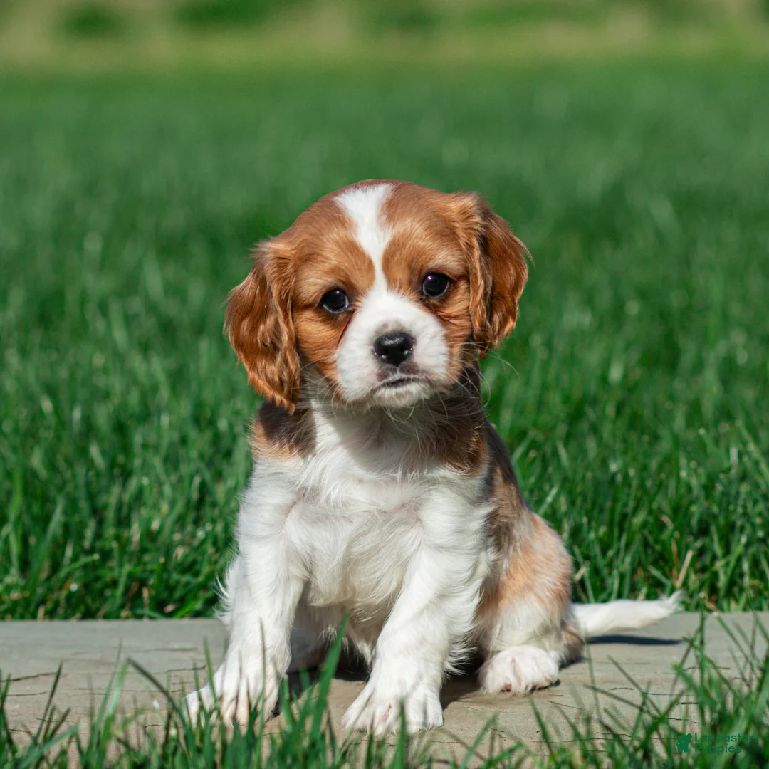 Cavalier King Charles Spaniel dogs for sale: Shane Cavalier King Charles Spaniel Puppy  - Ad 1