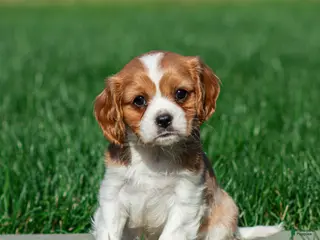 Cavalier King Charles Spaniel dogs for sale: Shane Cavalier King Charles Spaniel Puppy - Ad 3