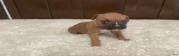 Boxer dogs for sale: Colt - Ad 2