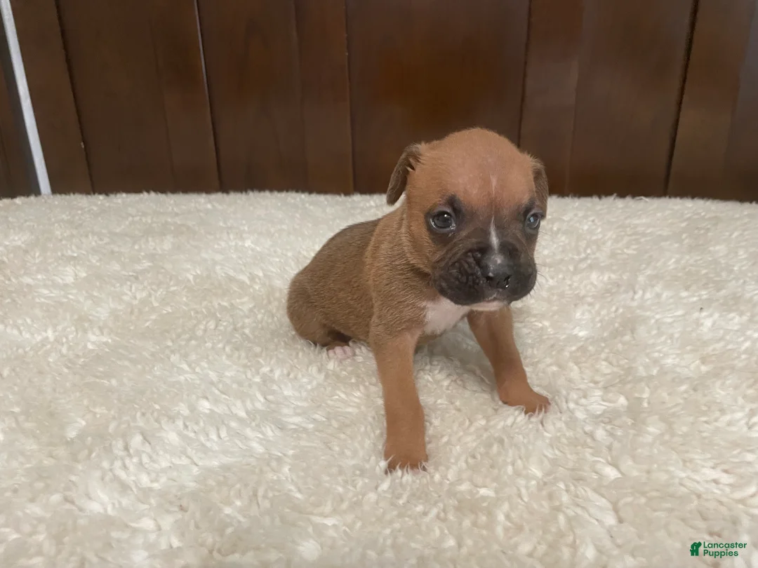 Boxer dogs for sale: Colt - Ad 2