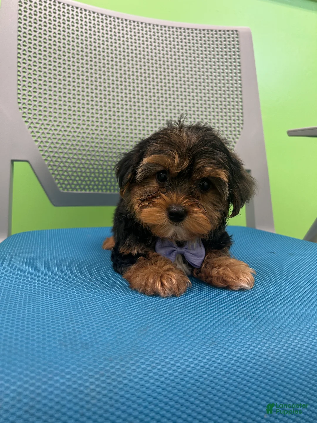 Yorkshire Terrier dogs for sale: Yorkshire Terrier Puppy 2 - Ad 2