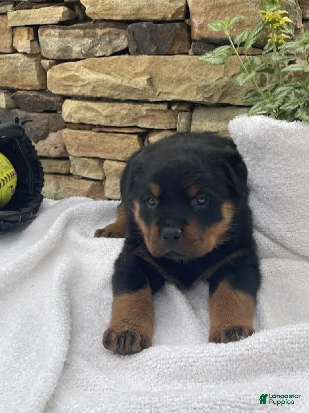 Rottweiler dogs for sale: Miss Pink - Ad 1