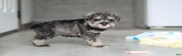 Miniature Schnauzer dogs for sale: Clementine - Ad 7