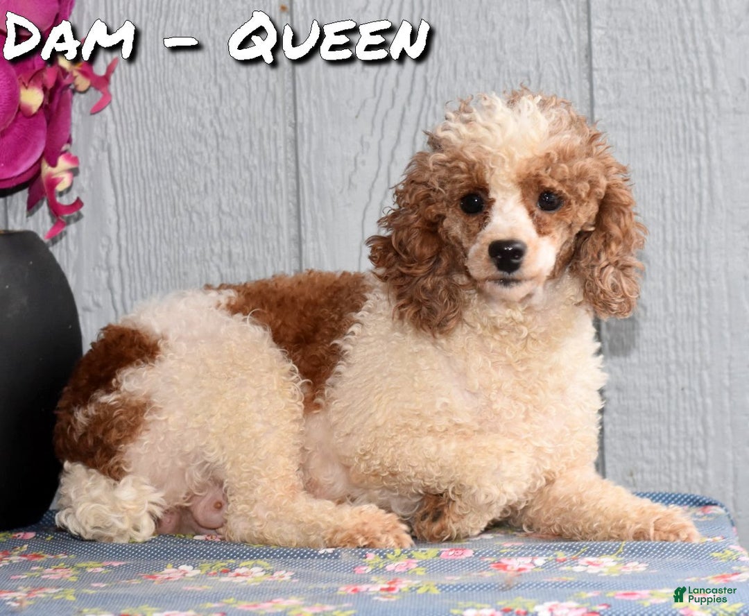 Miniature Poodle dogs for sale: Fargo - Ad 7