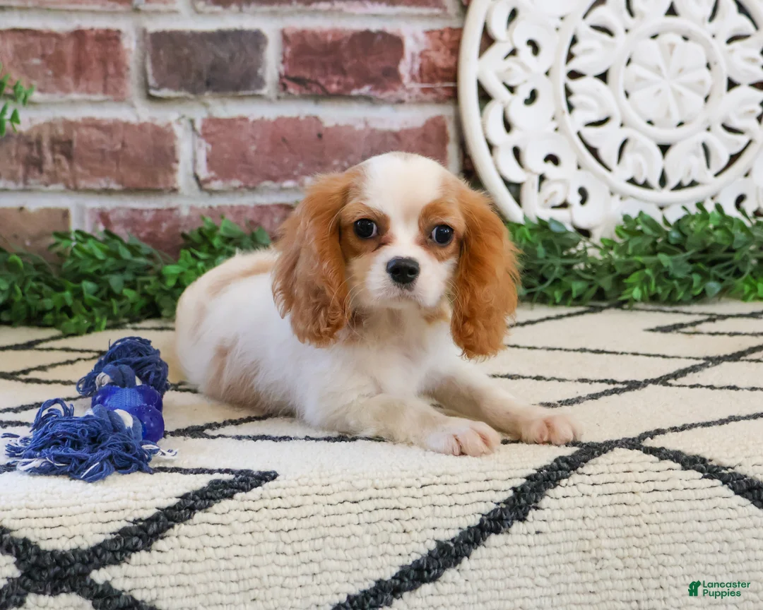 Cavalier King Charles Spaniel dogs for sale: Khalil  - Ad 2