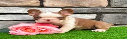 French Bulldog dogs for sale: Addi - Ad 3