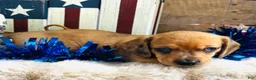 Miniature Dachshund dogs for sale: Jack Daniels - Ad 4