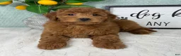 Mini Goldendoodle dogs for sale: Greyson - Ad 4