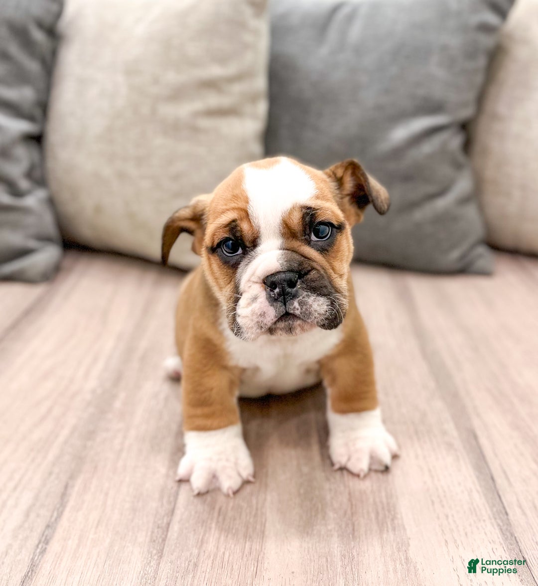 Mixed Breed dogs for sale: Duke - Ad 1