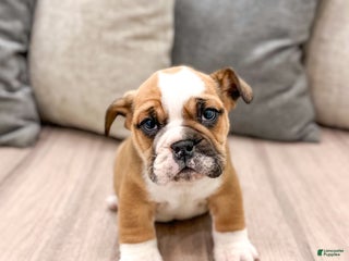 Mixed Breed dogs Duke - Ad 15